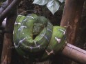 Green Tree Python